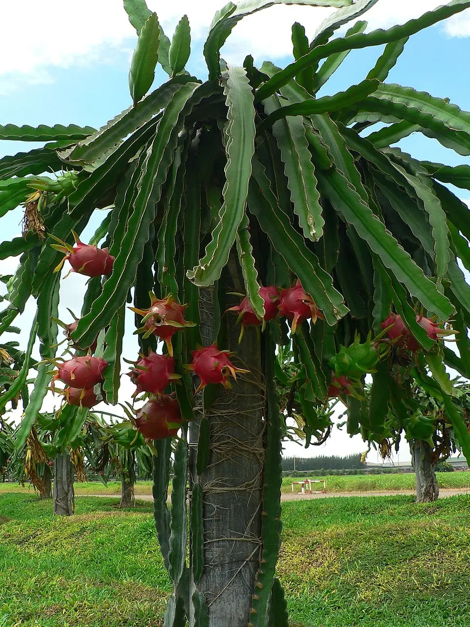 Dragon fruit growing on a farm in Vietnam