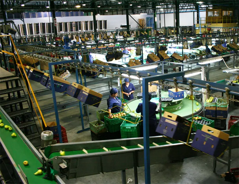 Produce on a grading line